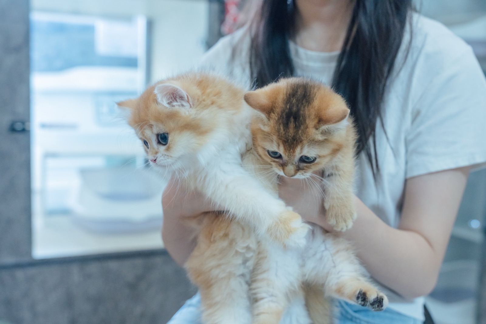 莫名奇喵專業貓坊 幼貓抱抱